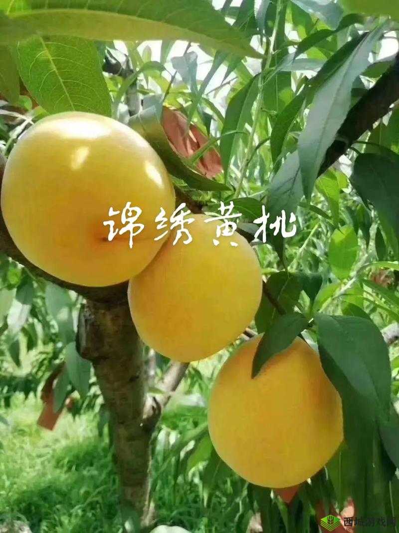 9612 黄桃亚洲品质蘑菇：新鲜美味等你来尝