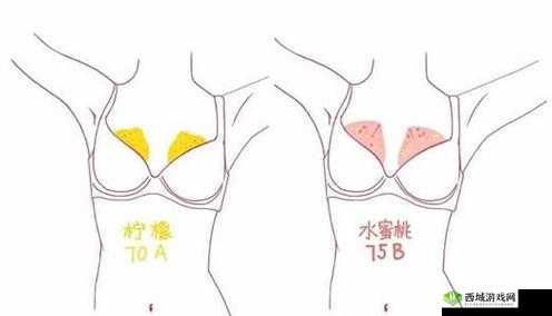 B 大：小的区别