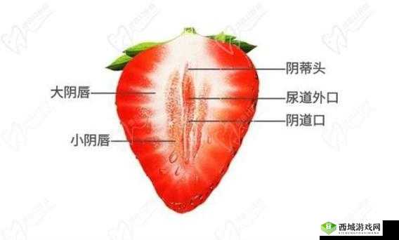 一级 B BBBBBBBB 毛片：内容的传播与危害