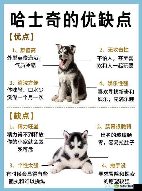 天涯明月刀手游哈士奇宠物获取方法全面解析与攻略