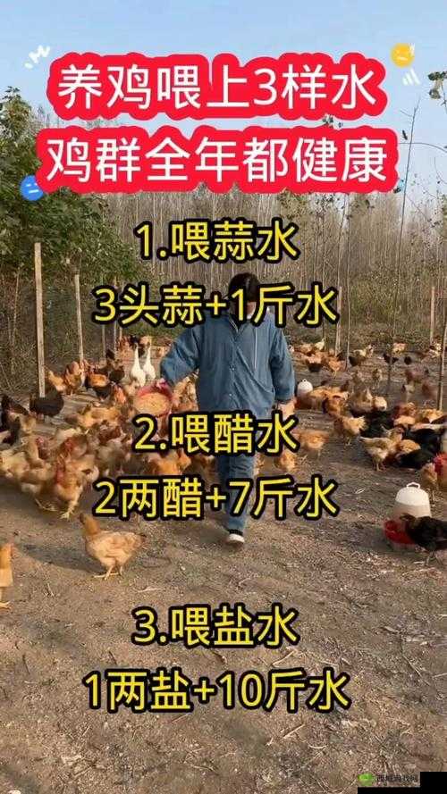 悠长假期养鸡究竟能否带来可观收益？收益分析全揭秘