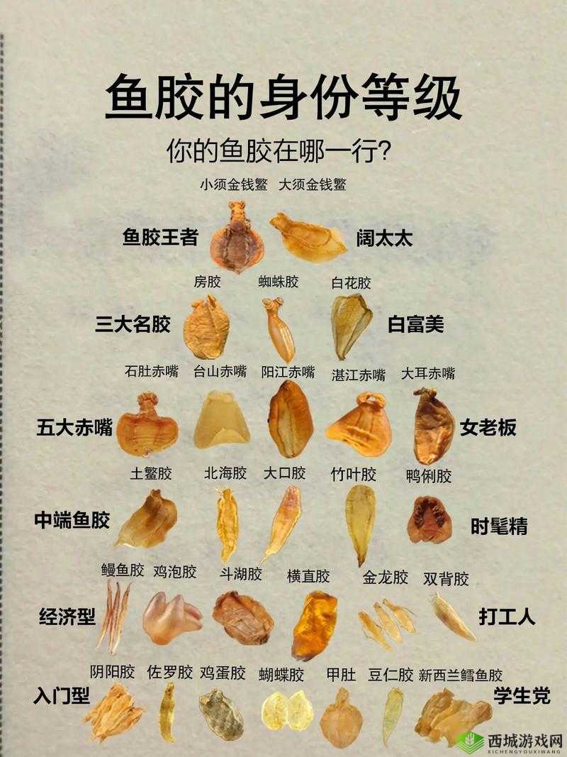 免费观看下载动物胶配方大全高清版：全面解析各类动物胶制作与应用技巧